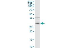 CER1 MaxPab rabbit polyclonal antibody. (CER1 Antikörper  (AA 1-267))