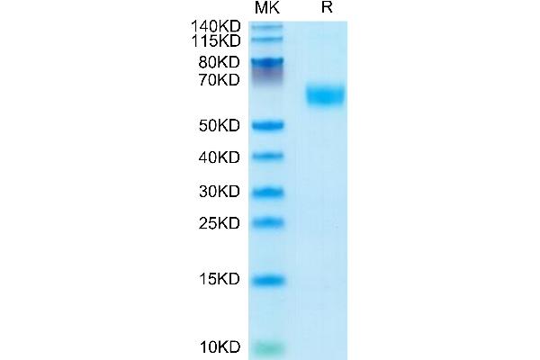 AMIGO2 Protein (AA 39-397) (His tag)