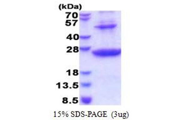 HLA-DRB1 Protein (AA 30-227) (His tag)