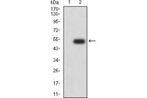 Western Blotting (WB) image for anti-Chromobox Homolog 5 (CBX5) (AA 1-191) antibody (ABIN5944443) (CBX5 Antikörper  (AA 1-191))