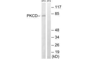 Western blot analysis of extracts from 3T3 cells, treated with EGF (200 ng/mL, 30 mins), using PKCD (Ab-64) antibody. (PKC delta Antikörper  (Tyr64))