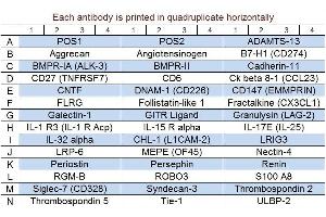 Image no. 1 for Human Cytokine Array Q9 (ABIN4956061) (Human Cytokine Array Q9)