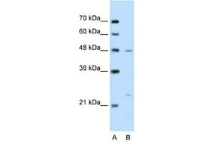 BSDC1 antibody used at 2. (BSDC1 Antikörper  (N-Term))