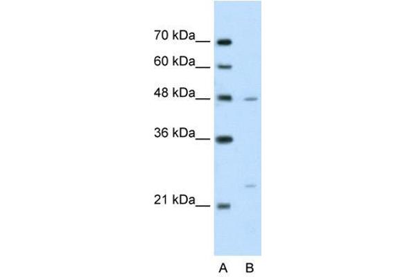 BSDC1 Antikörper  (N-Term)