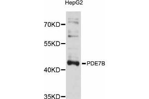 Western blot analysis of extracts of HepG2 cells, using PDE7B antibody (ABIN5998480) at 1/1000 dilution. (PDE7B Antikörper)