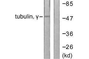 Western blot analysis of extracts from mouse brain cells, using Tubulin gamma antibody. (TUBG1 Antikörper  (C-Term))