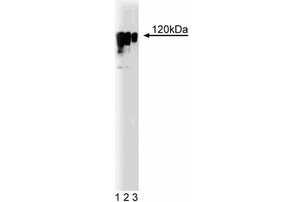 KIF11 Antikörper  (AA 324-532)