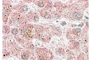 Immunohistochemistry (IHC) image for anti-Apolipoprotein F (APOF) (C-Term) antibody (ABIN2466653) (Apolipoprotein F Antikörper  (C-Term))