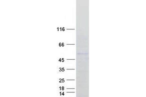 POU2F3 Protein (Myc-DYKDDDDK Tag)