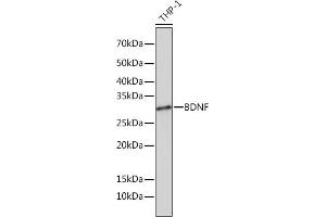 Western blot analysis of extracts of THP-1 cells, using BDNF Rabbit mAb (ABIN7265916) at 1:1000 dilution. (BDNF Antikörper)