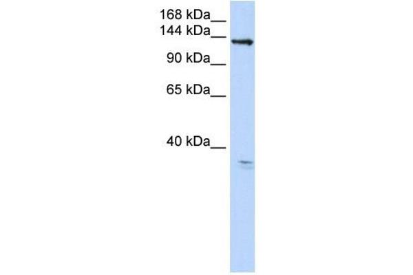 ANO3 Antikörper  (C-Term)