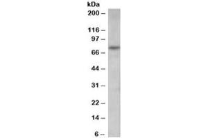 Western blot testing of human spleen lysate with PAD4 antibody at 0. (PAD4 Antikörper)