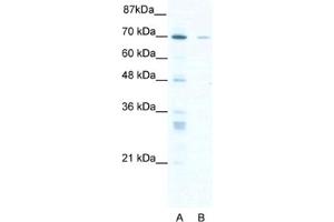 Western Blotting (WB) image for anti-Zinc Finger Protein 37A (ZNF37A) antibody (ABIN2460741) (ZNF37A Antikörper)