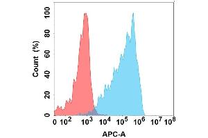 Flow cytometry analysis with Anti-CD160 on Expi293 cells transfected with human CD160 (Blue histogram) or Expi293 transfected with irrelevant protein (Red histogram). (CD160 Antikörper)