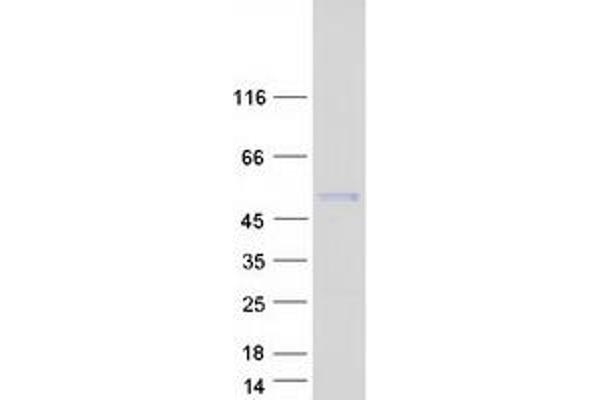 CMPK2 Protein (Myc-DYKDDDDK Tag)