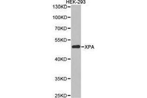 Western Blotting (WB) image for anti-Xeroderma Pigmentosum, Complementation Group A (XPA) antibody (ABIN1875361) (XPA Antikörper)