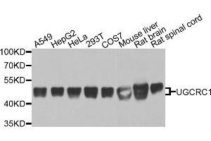 Western blot analysis of extracts of various cell lines, using UQCRC1 antibody. (UQCRC1 Antikörper)