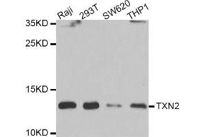 Western blot analysis of extracts of various cell lines, using TXN2 antibody (ABIN5974110) at 1/1000 dilution. (TXN2 Antikörper)