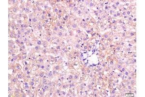 paraformaldehyde-fixed, paraffin embedded mouse liver tissue; Antigen retrieval by boiling in sodium citrate buffer(pH6) for 15min; Block endogenous peroxidase by 3% hydrogen peroxide for 30 minutes; Blocking buffer (normal goat serum) at 37°C for 20min; Antibody incubation with Rabbit Anti-Apolipoprotein A V Polyclonal Antibody, Unconjugated  at 1:200 overnight at 4°C, followed by a conjugated secondary and DAB staining (APOA5 Antikörper)