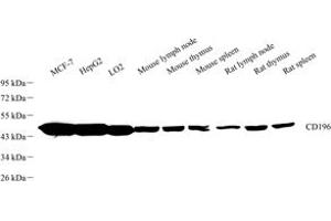 Western blot analysis of CD196 (ABIN7073457) at dilution of 1: 1000 (CCR6 Antikörper)