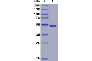 Human GITR Protein, mFc-His Tag on SDS-PAGE under reducing condition. (TNFRSF18 Protein (AA 26-162) (mFc-His Tag))
