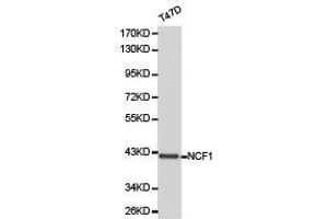 Western Blotting (WB) image for anti-Neutrophil Cytosol Factor 1 (NCF1) antibody (ABIN1873836) (NCF1 Antikörper)