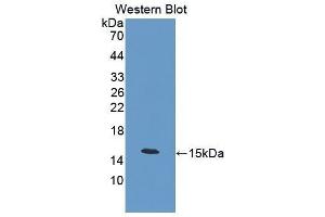 Western Blotting (WB) image for anti-Calcitonin (Calca) (AA 26-136) antibody (ABIN1862366) (Calcitonin Antikörper  (AA 26-136))