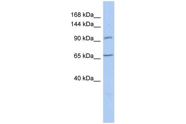 COG5 Antikörper  (N-Term)