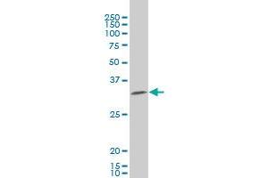 HEYL monoclonal antibody (M14), clone 1C4 Western Blot analysis of HEYL expression in HL-60 . (HEYL Antikörper  (AA 1-70))