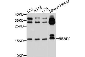 Western blot analysis of extracts of various cell lines, using RBBP9 antibody. (RBBP9 Antikörper)
