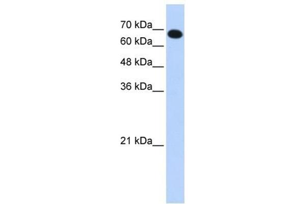 CCDC38 Antikörper  (N-Term)