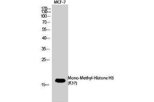 Western Blotting (WB) image for anti-Histone 3 (H3) (meLys37) antibody (ABIN3181854) (Histone 3 Antikörper  (meLys37))