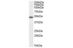 Image no. 1 for anti-Flotillin 2 (FLOT2) (C-Term) antibody (ABIN374221) (Flotillin 2 Antikörper  (C-Term))