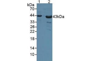 Western blot analysis of (1) Human Liver Tissue and (2) Mouse Heart Tissue. (Poliovirus Receptor Antikörper  (AA 56-309))