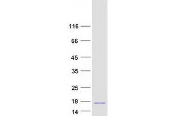 NUPR1 Protein (Transcript Variant 2) (Myc-DYKDDDDK Tag)