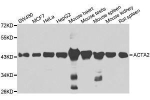 Western blot analysis of extracts of various cell lines, using ACTA2 antibody. (Smooth Muscle Actin Antikörper)