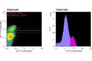 Flowcytometry of huSSECTM cell line overexpressing hFcRn-EGFP labeled with clone DVN24 primary Ab and Texas Red™ conjugated anti-mouse secondary. (FcRn Antikörper)