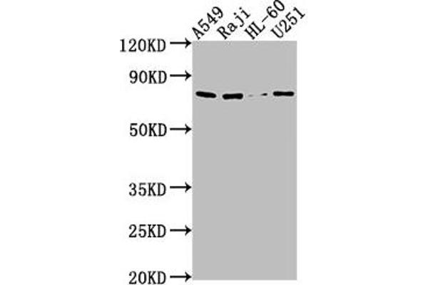 Importin 9 Antikörper  (AA 158-176)
