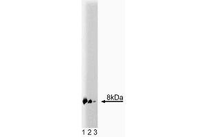 Western blot analysis of S100B on a mouse cerebellum lysate (left). (S100B Antikörper  (AA 1-92))