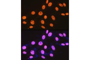 Immunofluorescence analysis of NIH-3T3 cells using SFPQ Rabbit mAb (ABIN7270547) at dilution of 1:100 (40x lens). (SFPQ Antikörper)