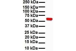 RIPK3 Antikörper  (N-Term)