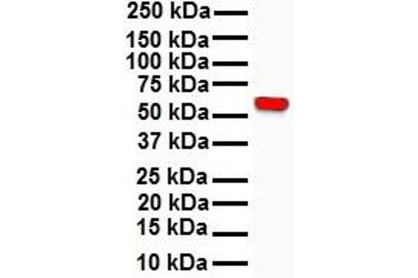 RIPK3 Antikörper  (N-Term)