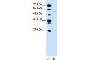 Western Blotting (WB) image for anti-Cyclin B1 (CCNB1) antibody (ABIN2460180) (Cyclin B1 Antikörper)