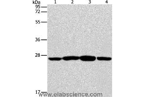 Western blot analysis of Jurkat, A431, A549 and A375 cell, using CASP14 Polyclonal Antibody at dilution of 1:350 (CASP14 Antikörper)
