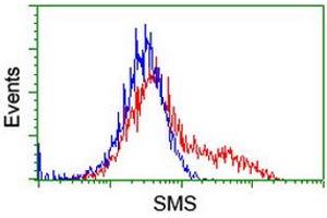 HEK293T cells transfected with either RC200619 overexpress plasmid (Red) or empty vector control plasmid (Blue) were immunostained by anti-SMS antibody (ABIN2454722), and then analyzed by flow cytometry. (SMS Antikörper)