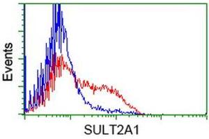 HEK293T cells transfected with either RC204737 overexpress plasmid (Red) or empty vector control plasmid (Blue) were immunostained by anti-SULT2A1 antibody (ABIN2453697), and then analyzed by flow cytometry. (SULT2A1 Antikörper)