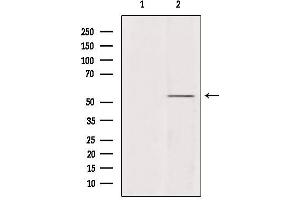 Western blot analysis of extracts from mouse brain, using A1Up Antibody. (UBQLN4 Antikörper  (Internal Region))