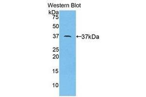 Western Blotting (WB) image for anti-Apolipoprotein A-II (APOA2) (AA 24-102) antibody (ABIN1077817) (APOA2 Antikörper  (AA 24-102))
