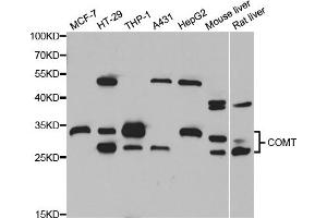 Western blot analysis of extracts of various cell lines, using COMT antibody. (COMT Antikörper)