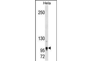 Western blot analysis in Hela cell line lysates (35ug/lane). (TSHZ1 Antikörper  (AA 639-665))